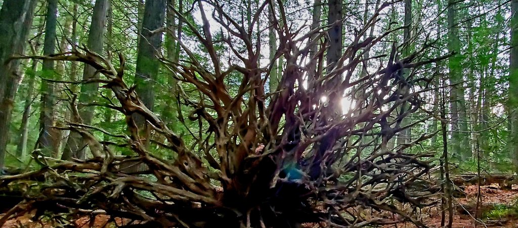 Word Wednesdays: Working With&nbsp;Wisdom